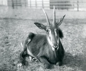 En ung Sable Antilope sidder i London Zoo, ca. 1912